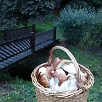Хостел Vysocina